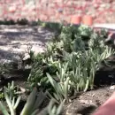 La Ciudad lanzó su Manual de Jardines Xerófilos