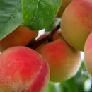 Finaliz� el plan de acci�n fitosanitaria por mosca de los frutos en Tupungato
