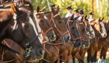 policia montada caballos