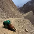 (Videos) Ciclistas rescataron a una mula en peligro en las montañas de Tunuyán