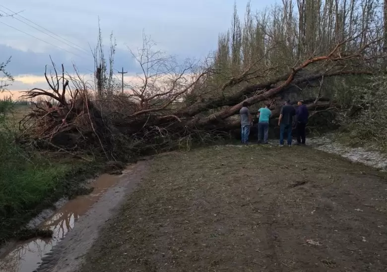 san rafael arbol