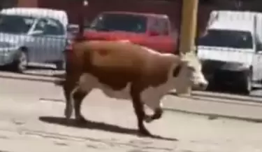vaca temperley