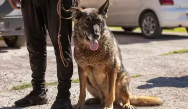 optimus perro cuerpo de canes policia