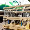 Tr�fico ilegal: Rescataron cinco aves silvestres en un control sanitario de la Ruta 40
