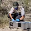 Reinsertaron en su hábitat natural a más de 70 aves que fueron rescatadas del tráfico ilegal