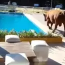 (Videos) En plena ola de calor, un toro terminó dentro de la pileta de un complejo turístico
