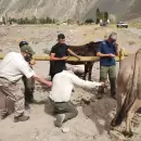 Más de setenta mulas confiscadas y dos detenidos por maltrato animal en el Parque Aconcagua