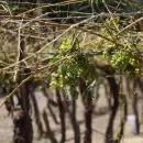 Fondo Compensador Agrícola en Mendoza: cómo y cuándo inscribirse para la nueva temporada