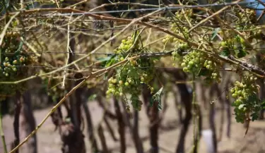 vina uva bodega fondo compensador