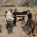 (En fotos) Parque Aconcagua: Confiscan más de 70 mulas y detienen a dos personas por maltrato animal
