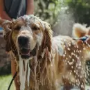 Ola de calor: Cada cuánto debemos bañar a nuestros perros sin afectar su salud