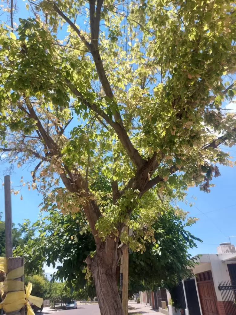 Chinche del Arce - nueva amenaza ambiental en Mendoza