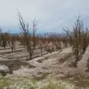 Mendoza declaró estado de emergencia agropecuaria en varias zonas afectadas por las contingencias climáticas
