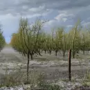 Emergencia y desastre agropecuario: el Gobierno definió las zonas más afectadas por las tormentas