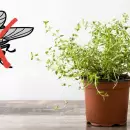 Decile adiós a las moscas: descubrí estas plantas que te ayudarán a ahuyentarlas