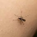 Mendoza refuerza su campaña de prevención contra el dengue: medidas clave para protegernos