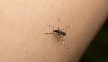 DENGUE