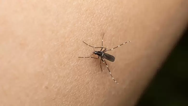 DENGUE