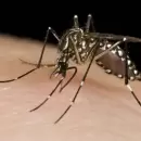 Alerta: los casos de dengue subieron un 45% en una semana y ya hay cuatro muertes confirmadas