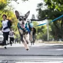 En febrero llegan los móviles veterinarios en la Ciudad de Mendoza