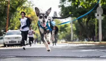 perro veterinario