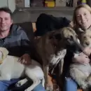 Crecida en el Atuel: Una pareja busca a sus tres perritos que fueron arrastrados por el aluvión
