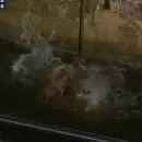 (Video) Rescataron a un perro que cay� a un foso en el partido entre Boca y Argentino (MM)