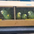 Tráfico ilegal de fauna silvestre: En Mendoza, más de 16.000 animales han sido rescatados