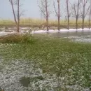 (Videos) El granizo no tuvo piedad con Santa Rosa: Serios daños en zonas cultivadas y urbanas