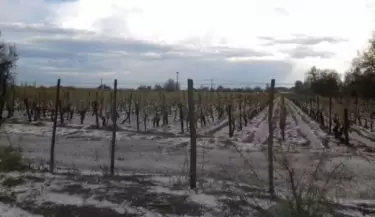 vinedos
