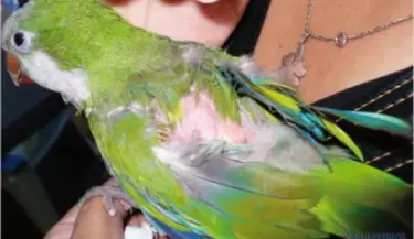psitacosis