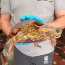 Una familia salvó a una tortuga en peligro y se contactó con el Ministerio de Energía y Ambiente