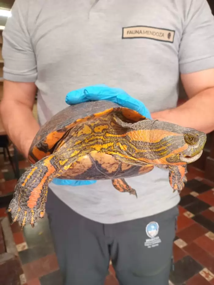 tortuga