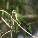 Santa Rosa bajo un alerta epidemiológico de Psitacosis: la enfermedad transmitida por aves infectadas