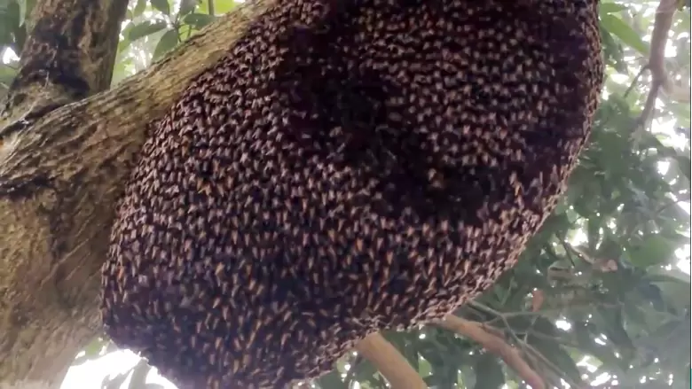 Panal de abejas