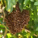 Tragedia en San Martín: un hombre murió tras ser atacado por un enjambre de abejas