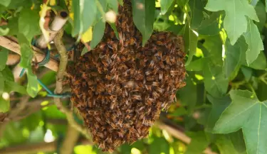 Panal de abejas
