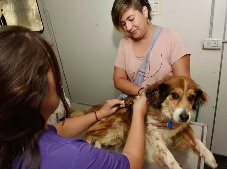 tenencia responsable de mascotas
