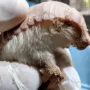 Hallaron un pichiciego en una zona urbana de Junín y fue reinsertado a su hábitat natural