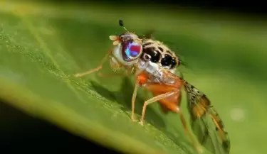 Mosca del Mediterr�neo