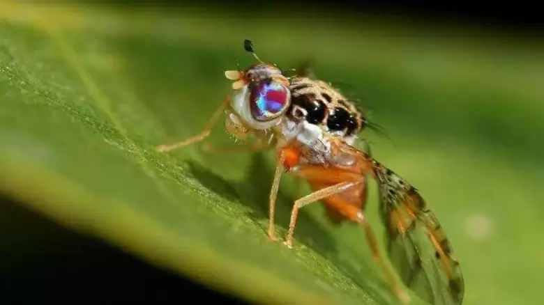 Mosca del Mediterr�neo