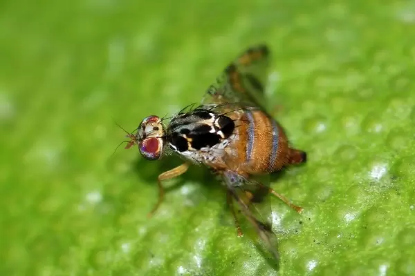 Mosca del Mediterr�neo