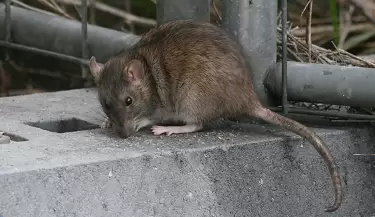 rata