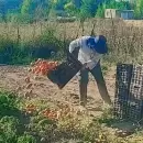Precios ajustados e incertidumbre: cómo se vive la temporada del tomate en la provincia