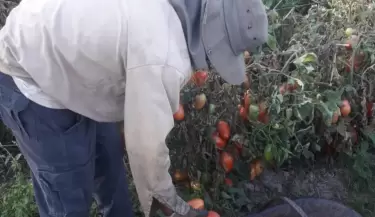 produccion de tomate