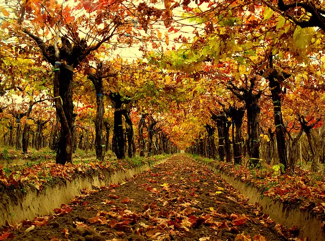 otoño