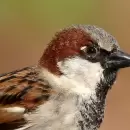 Por qué la posible extinción del gorrión supone un peligro ambiental para Mendoza y otras ciudades