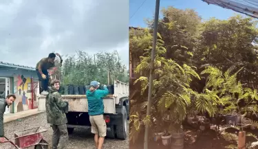 Plantas nativas