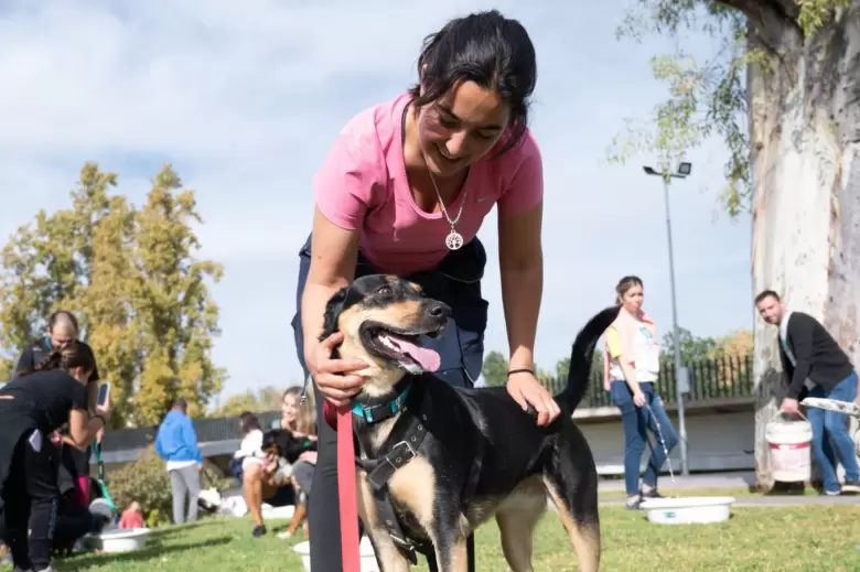 perros veterinaria