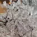 Una tormenta de hielo en Estados Unidos deja a m�s de 400.000 personas sin electricidad